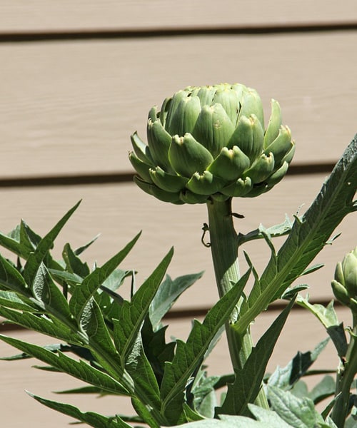 How Do You Get Into Artichokes and Cook Them?